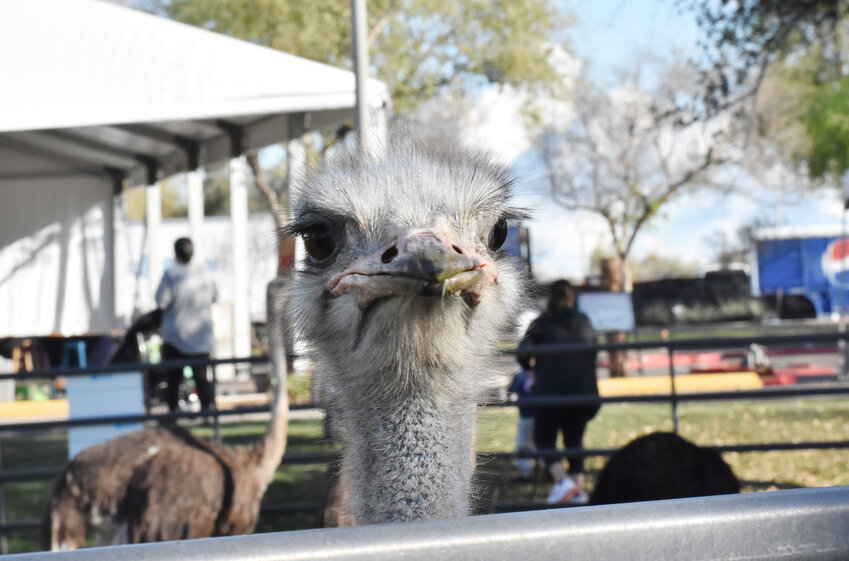 Chandler Ostrich Festival has one more weekend to go Chandler Independent